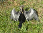 Anhinga drying its wings