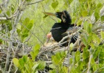 nesting anhinga