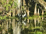 anhinga in swamp