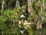 egret and reflection