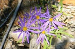 more wild asters