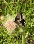butterfly on thistle