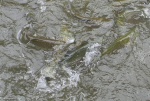 trout feeding frenzy