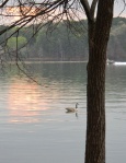 sunset goose1