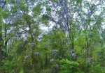 wisteria in the rain